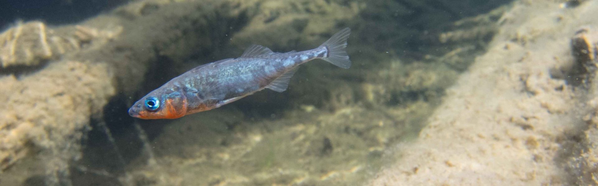 Male Stickleback from Gosling lake. This male has red under their chin and distinct blue eyes. 