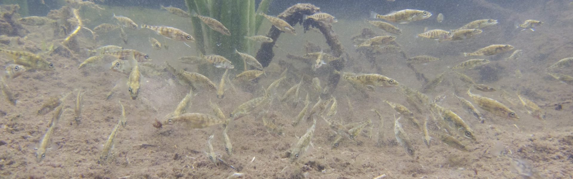 A school of Stickleback swimming near the bottom of a lake. 
