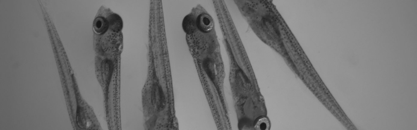 Pictured are six stickleback hatchlings that are fourteen days old. They are from a microscope slide where they were imaged and dissected for a guy analysis experiment.