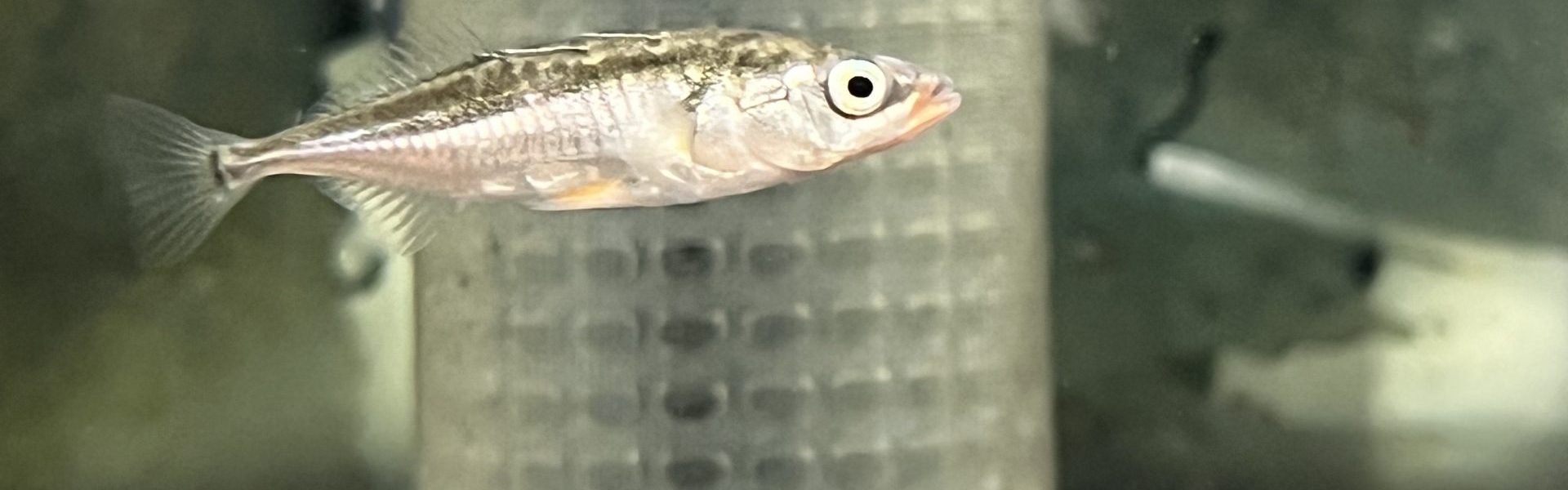 An adult stickleback next to a filter in the water column of a tank. 
