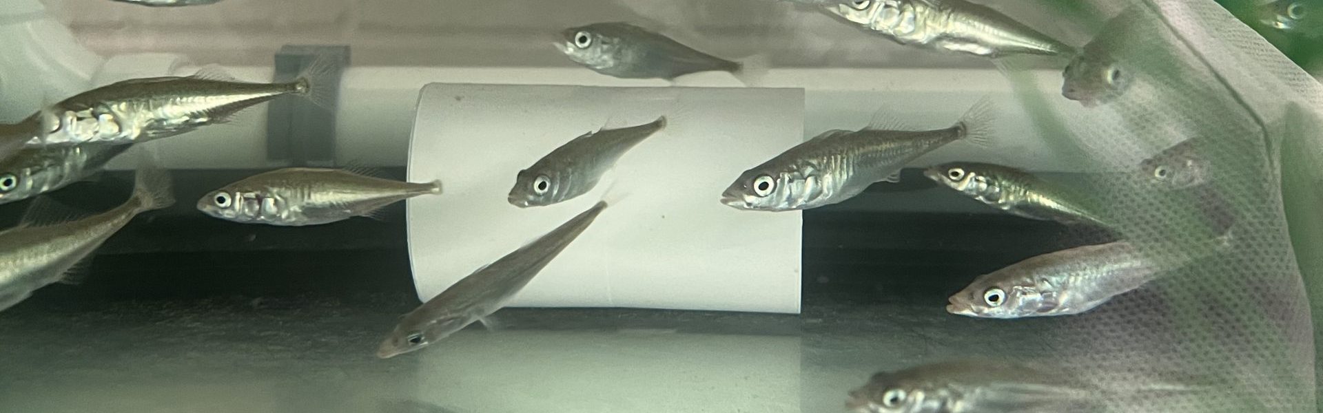 A school of stickleback in a Stock Center fish care room. These fish were from Lawson Lake. 